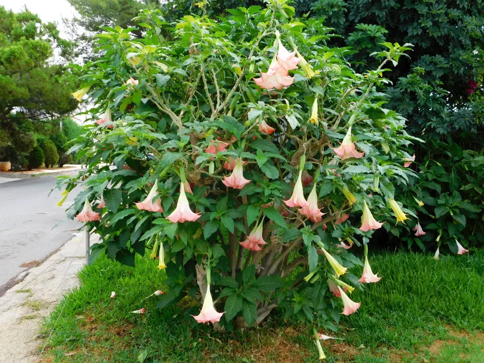 Jedovaté rostliny na našich zahradách ohrožují děti i domácí mazlíčky