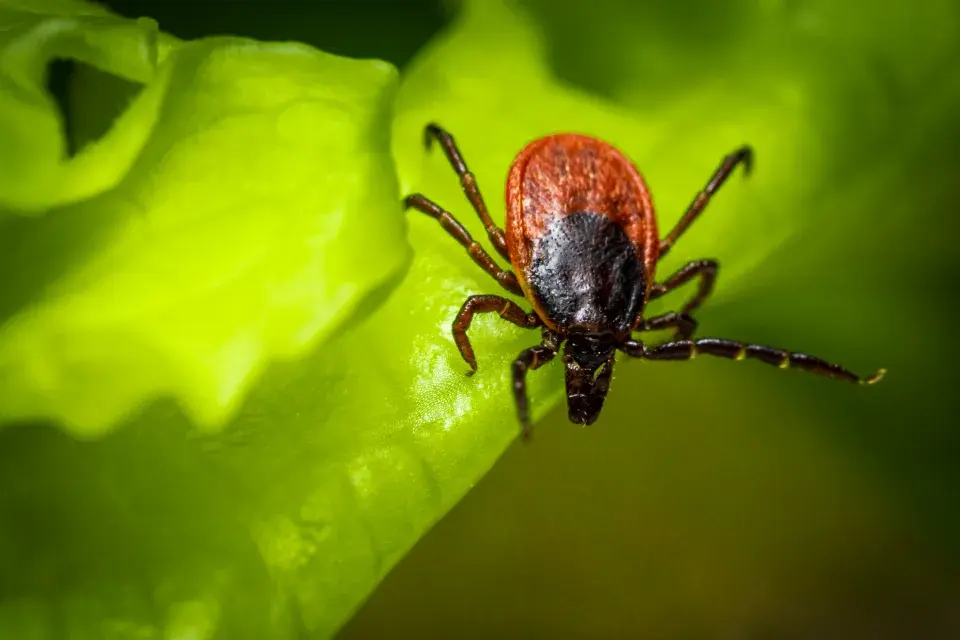 Při práci a pobytu na zahradě se můžeme nakazit nebezpečnými nemocemi