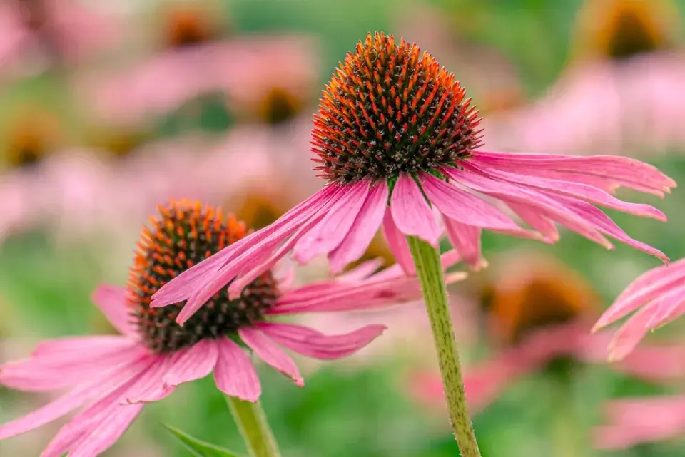 Třapatkovka nachová (Echinacea purpurea)
