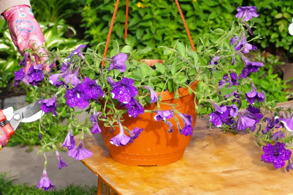 Petúniím lze jednoduše vrátit ztracenou vitalitu a krásu