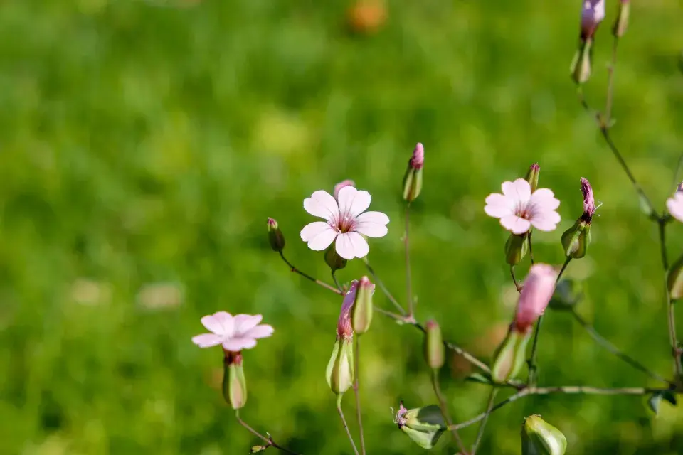 kravinec španělský