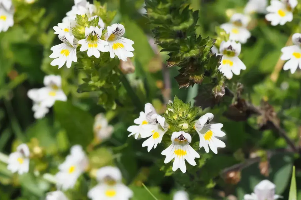 Světlík lékařský (Euphrasia officinalis nebo Euphrasia rostkoviana)
