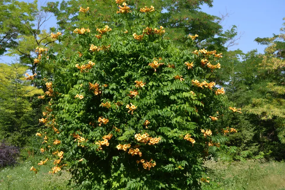trubač jako solitéra