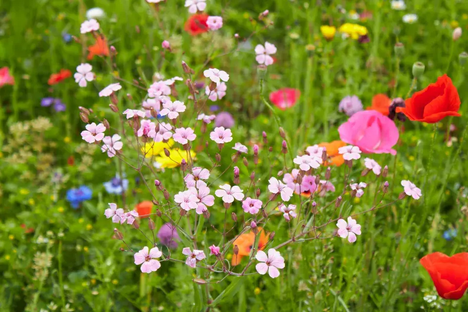 kravinec španělský