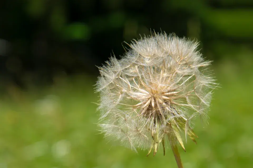 kozí brada luční po odkvětu