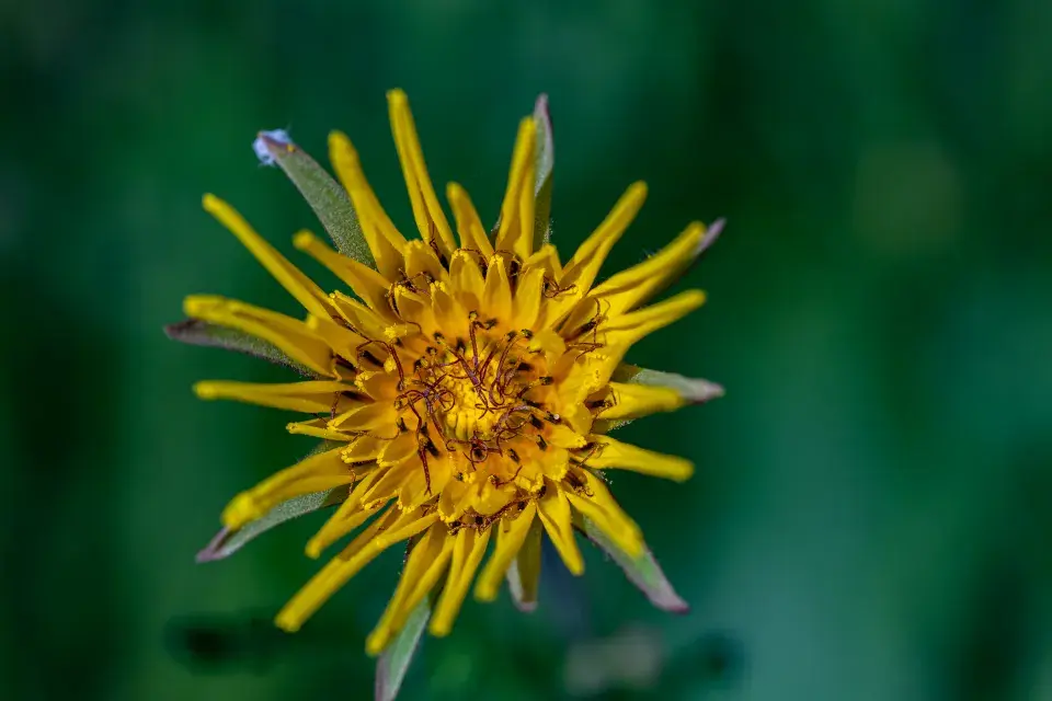 kozí brada luční kvete žlutě