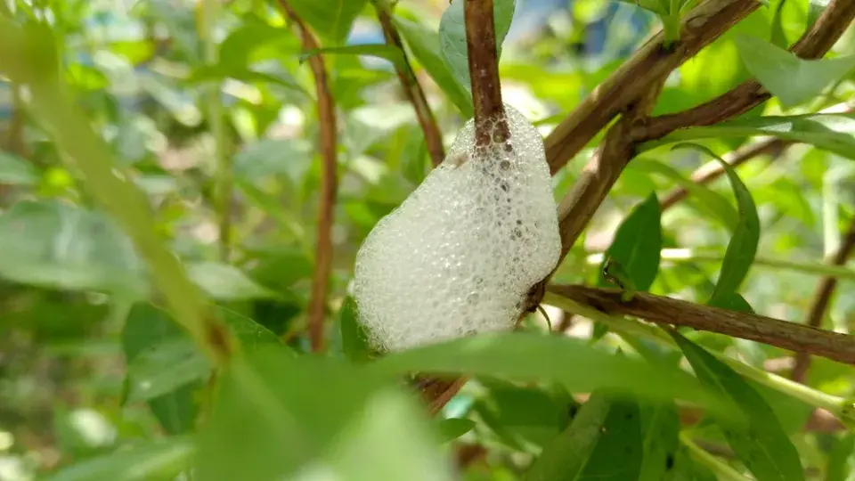 Pěnodějka obecná (Philaenus spumarius)