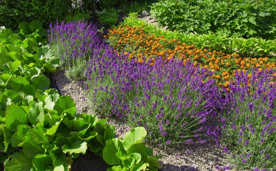 Slimáci a plzáci jsou postrachem zeleninových záhonů