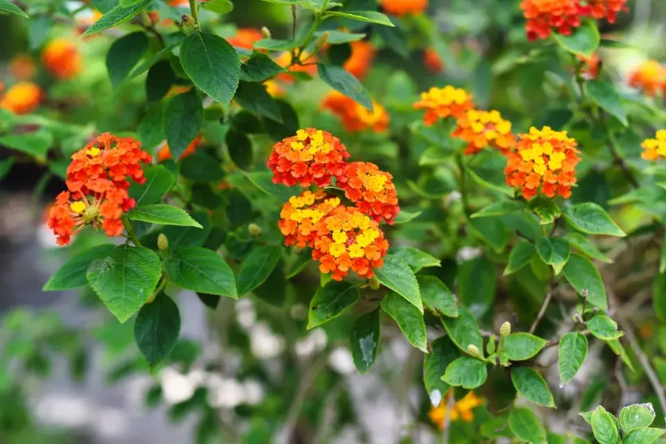 Libora měňavá, lantana (Lantana camara)