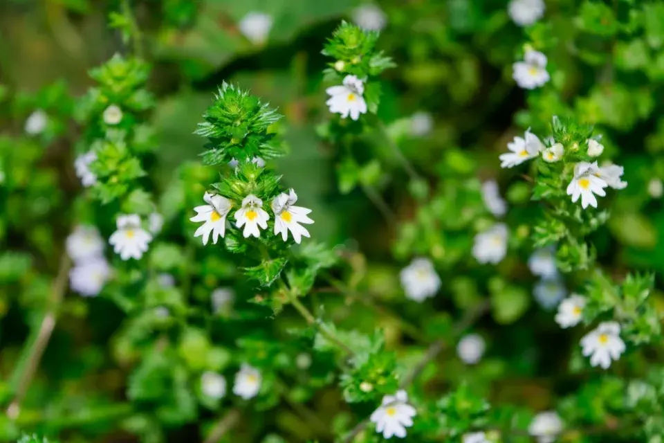 Světlík lékařský (Euphrasia officinalis nebo Euphrasia rostkoviana)