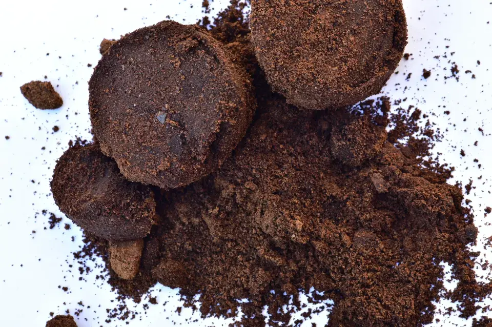 Slimáci a plzáci jsou postrachem zeleninových záhonů