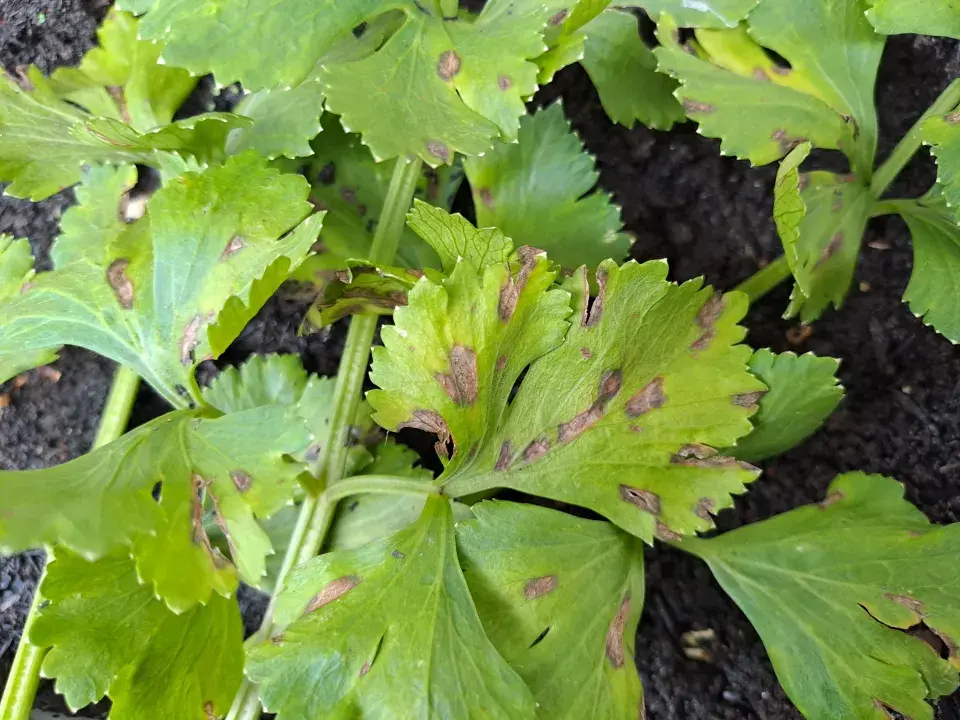 Celer vyžaduje vaši péči