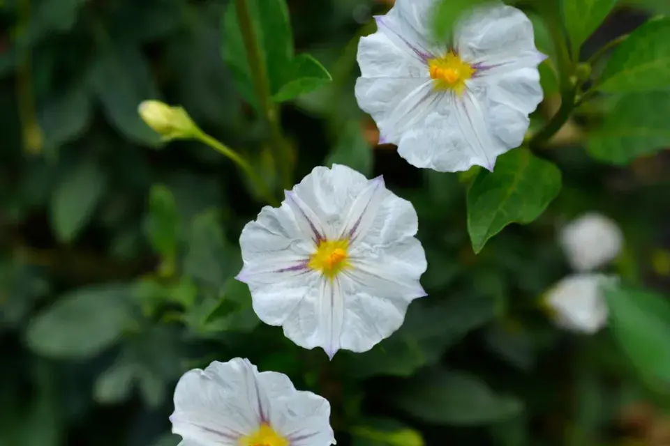 Hořcový stromek (Solanum rantonetti)