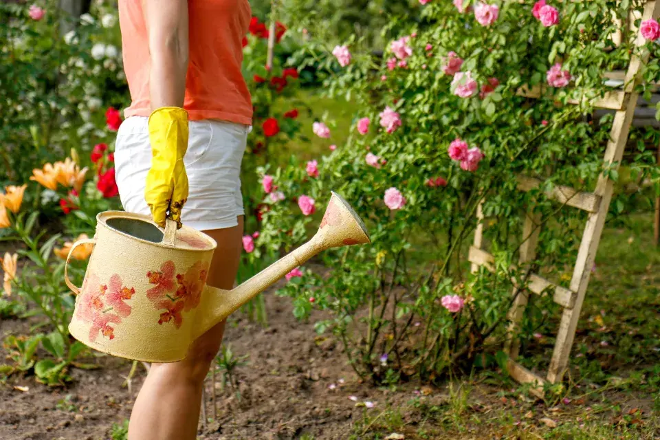 Správnou péčí o růže v polovině léta prodloužíte jejich květenství až do podzimu