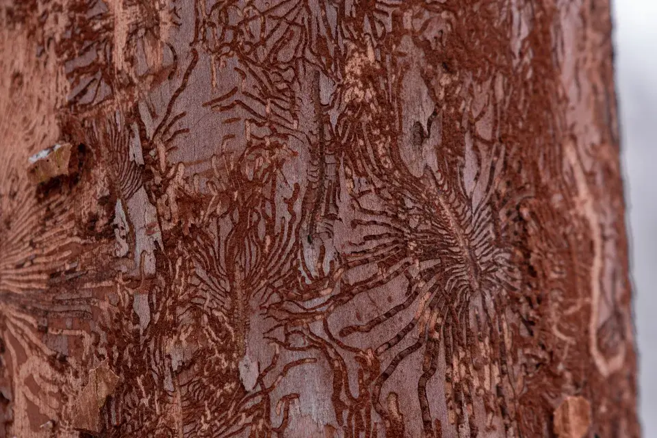 příznak přítomnosti podkorního hmyzu na stromě