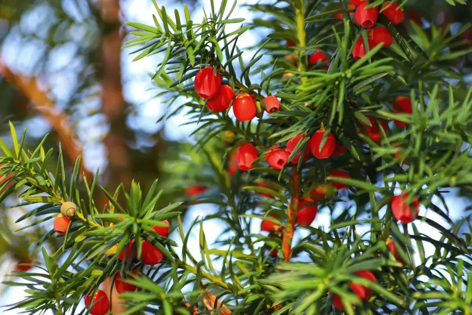 Jedovaté rostliny na našich zahradách ohrožují děti i domácí mazlíčky
