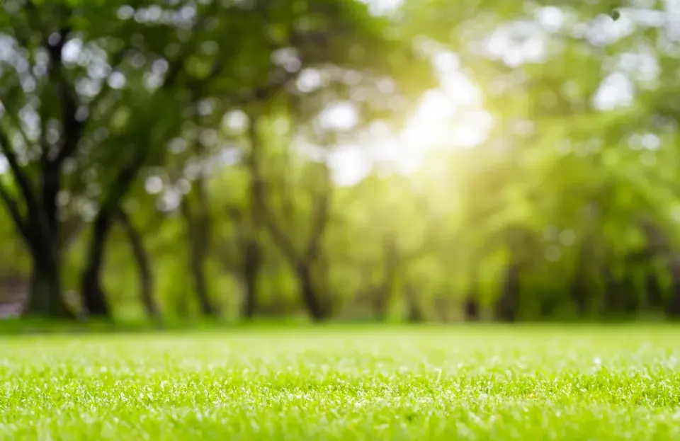 V létě bývá trávník poškození od slunce a nedostatku vody