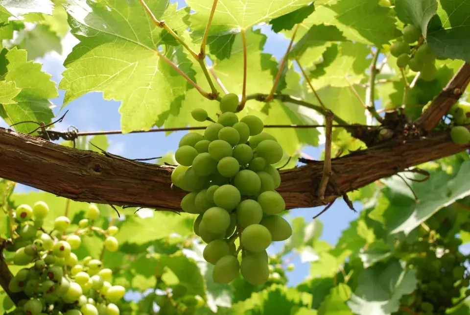 V červenci je nutné pečlivě se starat o vinnou révu, abychom měli kvalitní úrodu