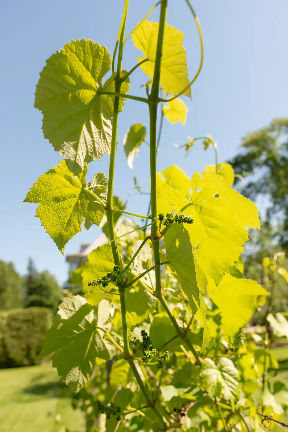 V červenci je nutné pečlivě se starat o vinnou révu, abychom měli kvalitní úrodu