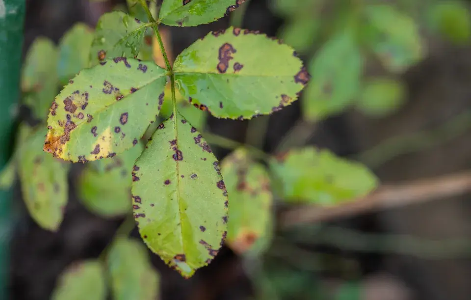 Správnou péčí o růže v polovině léta prodloužíte jejich květenství až do podzimu