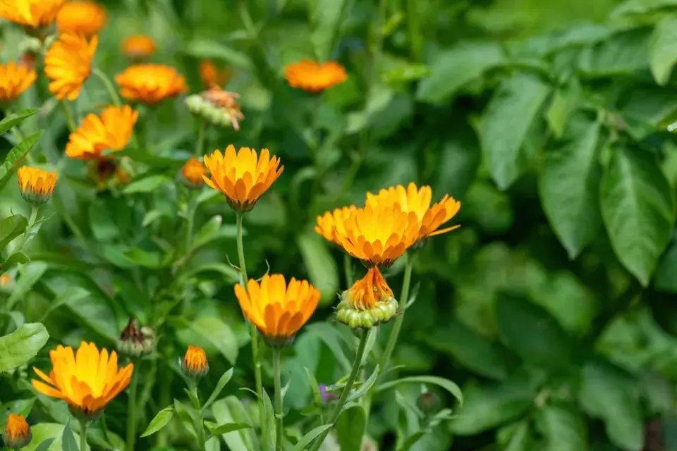 Měsíček lékařský (Calendula officinalis)