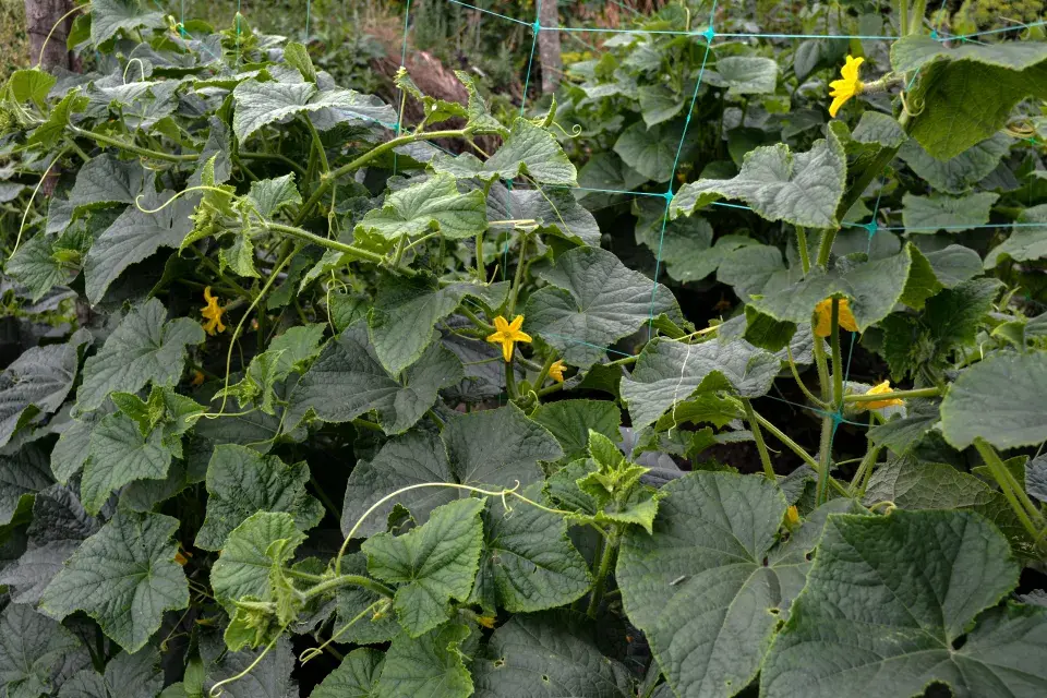 Okurky nakladačky mají v červenci sezonu sběru a zavařování