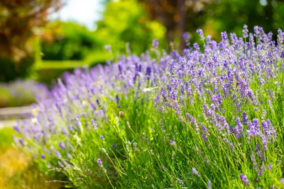 Levandule (Lavandula)