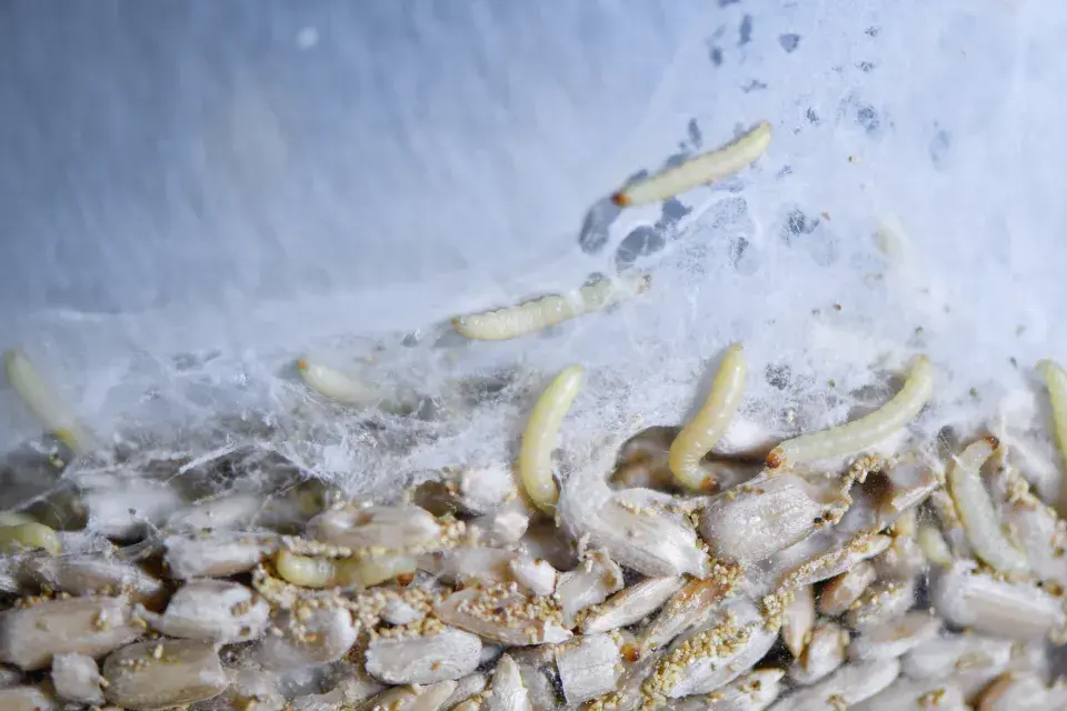 Potravinoví moli jsou častými škůdci v našich domácnostech