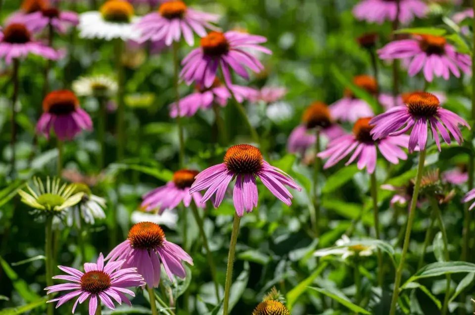 echinacea