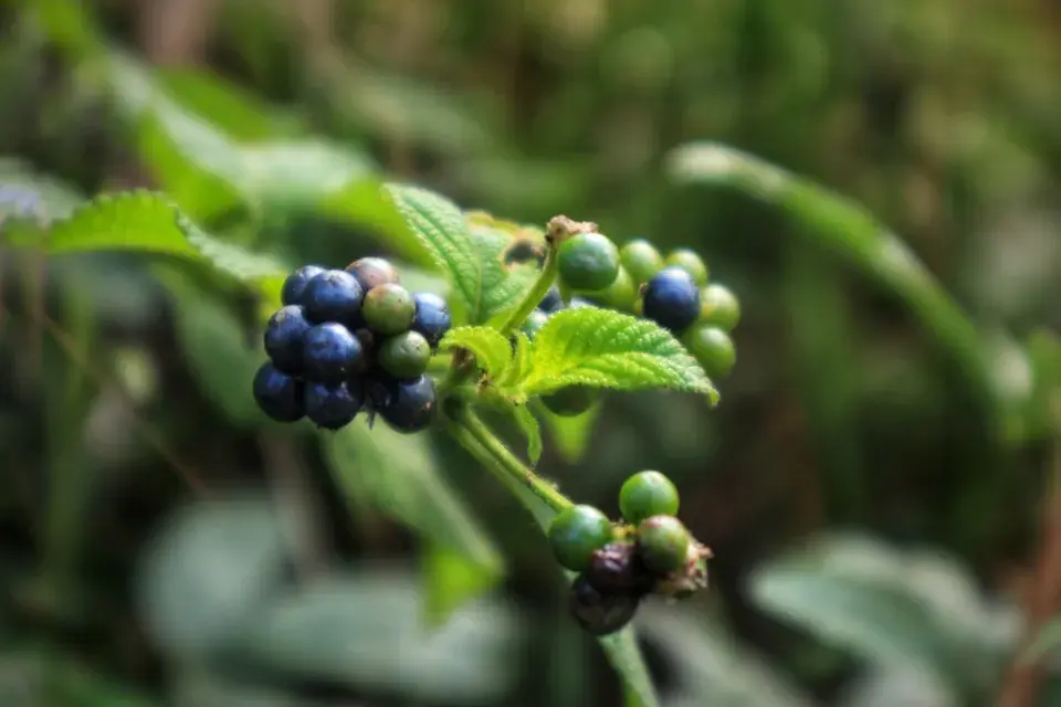 Libora měňavá, lantana (Lantana camara)