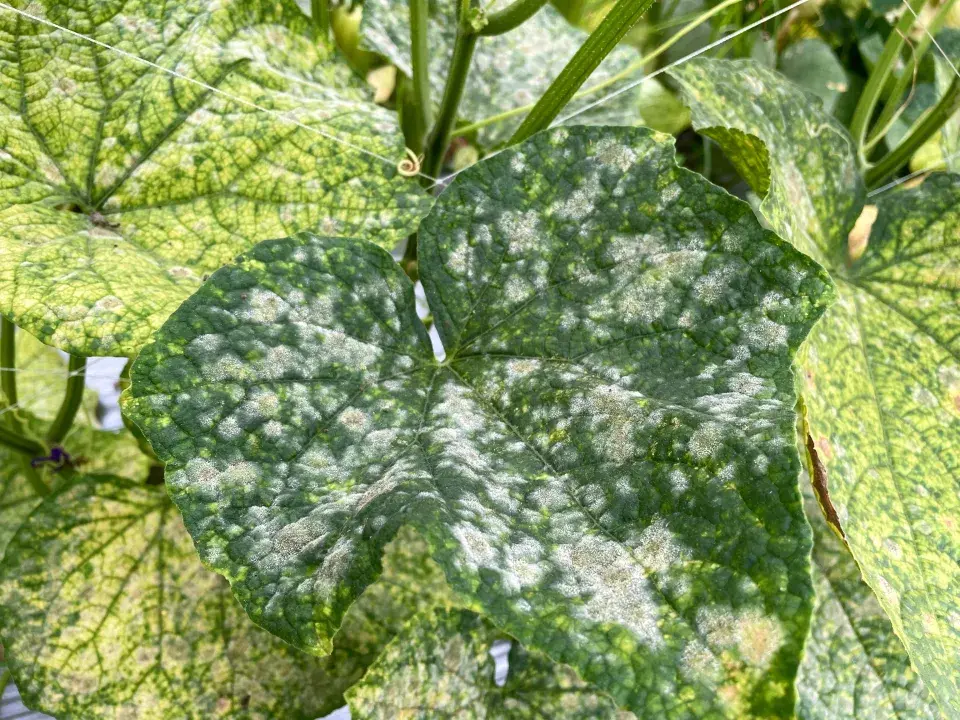 Choroby na okurkách se nevyplatí podcenit