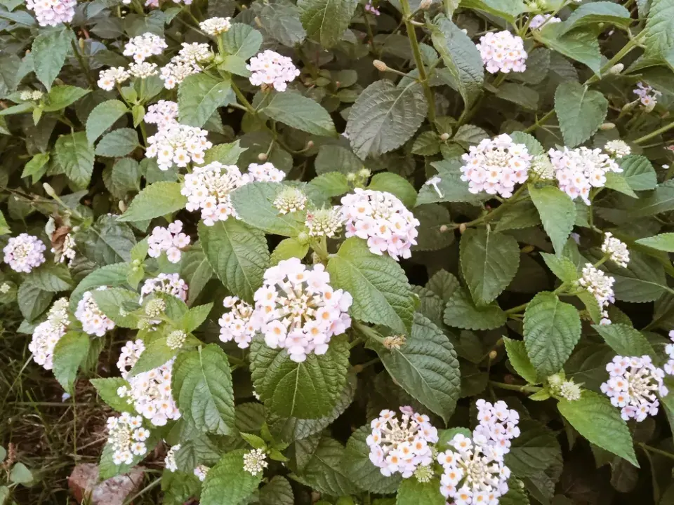 Libora měňavá, lantana (Lantana camara)