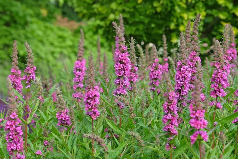 Kyprej vrbice (Lythrum salicaria)