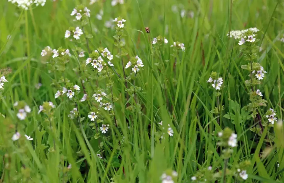 Světlík lékařský (Euphrasia officinalis nebo Euphrasia rostkoviana)