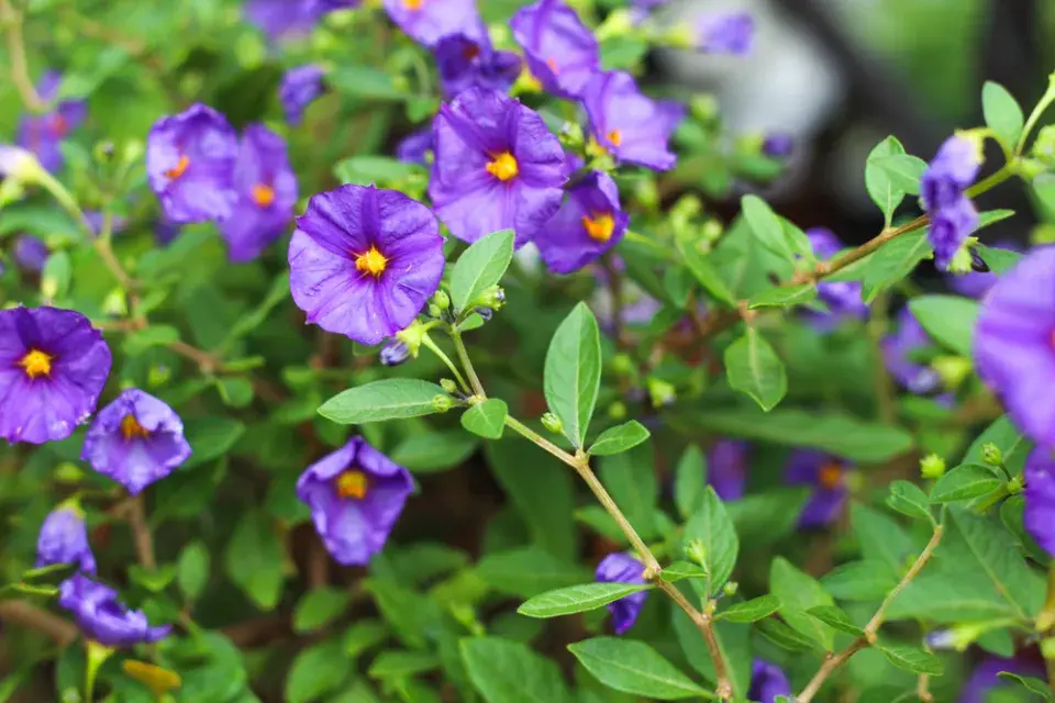 Hořcový stromek (Solanum rantonetti)