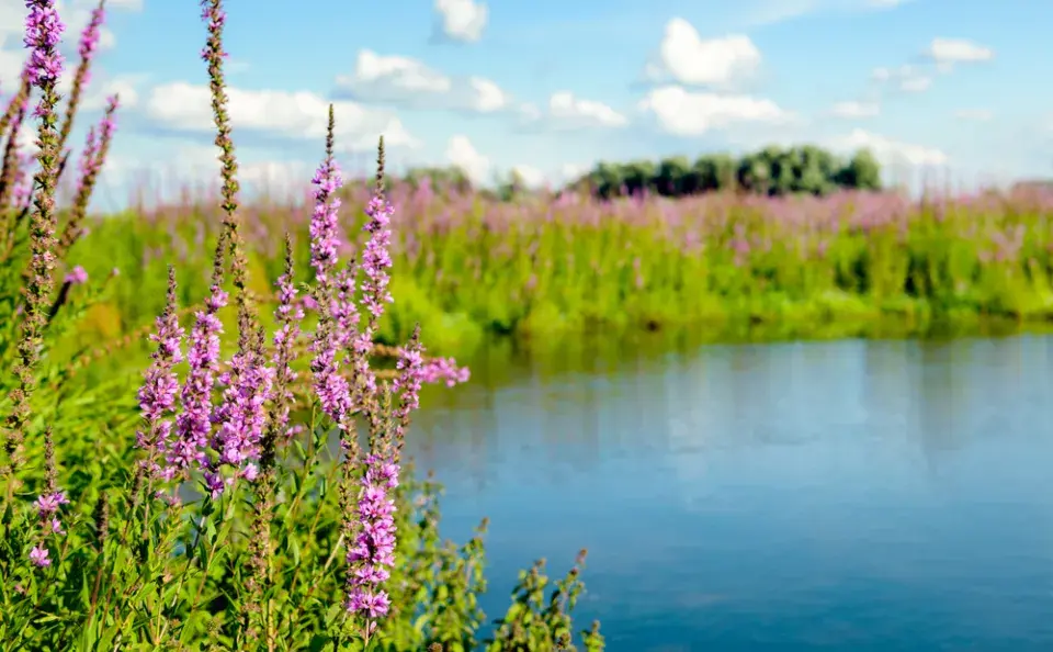 Kyprej vrbice (Lythrum salicaria)