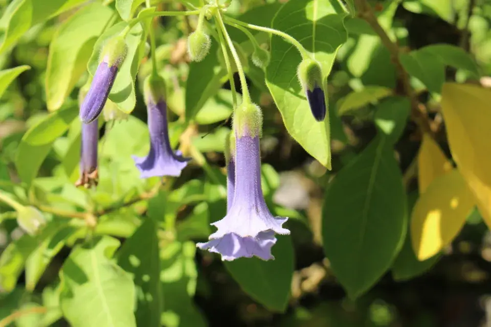 Acnistus (Acnistus australis, Dunalia australis nebo Iochroma australe)
