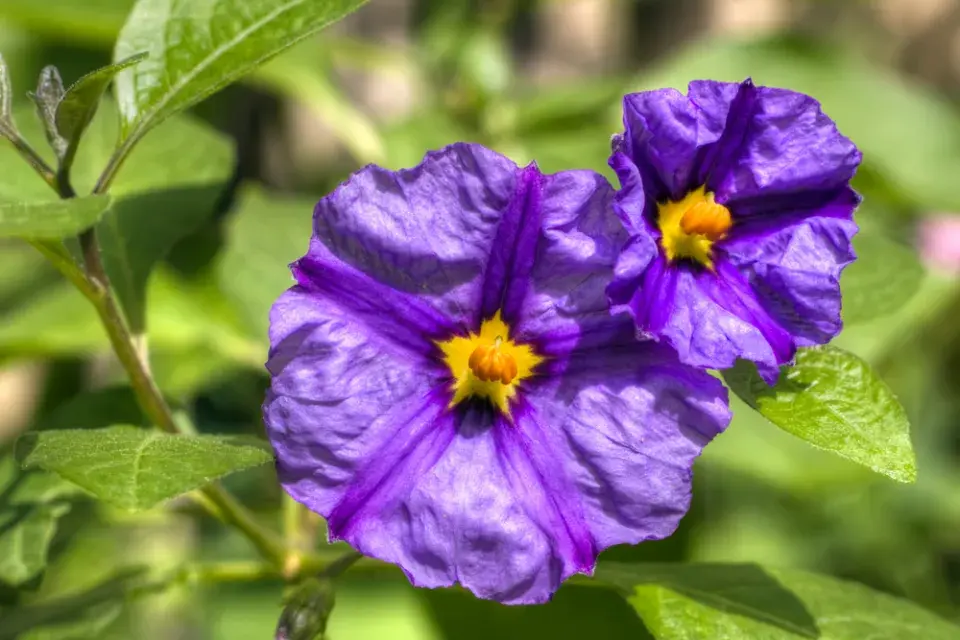 Hořcový stromek (Solanum rantonetti)