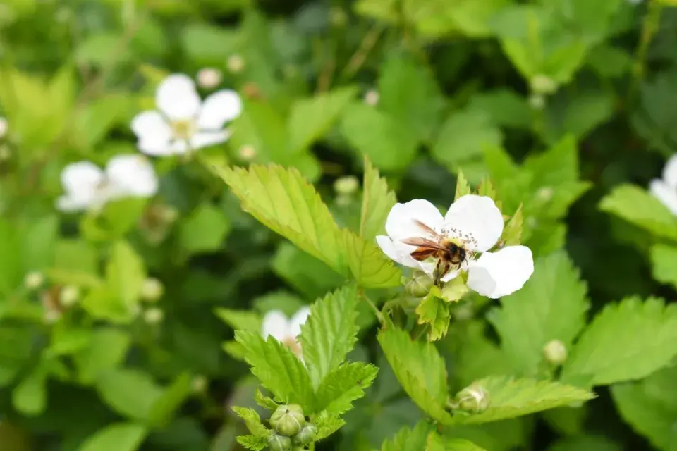 Ostružiny pro Štíra