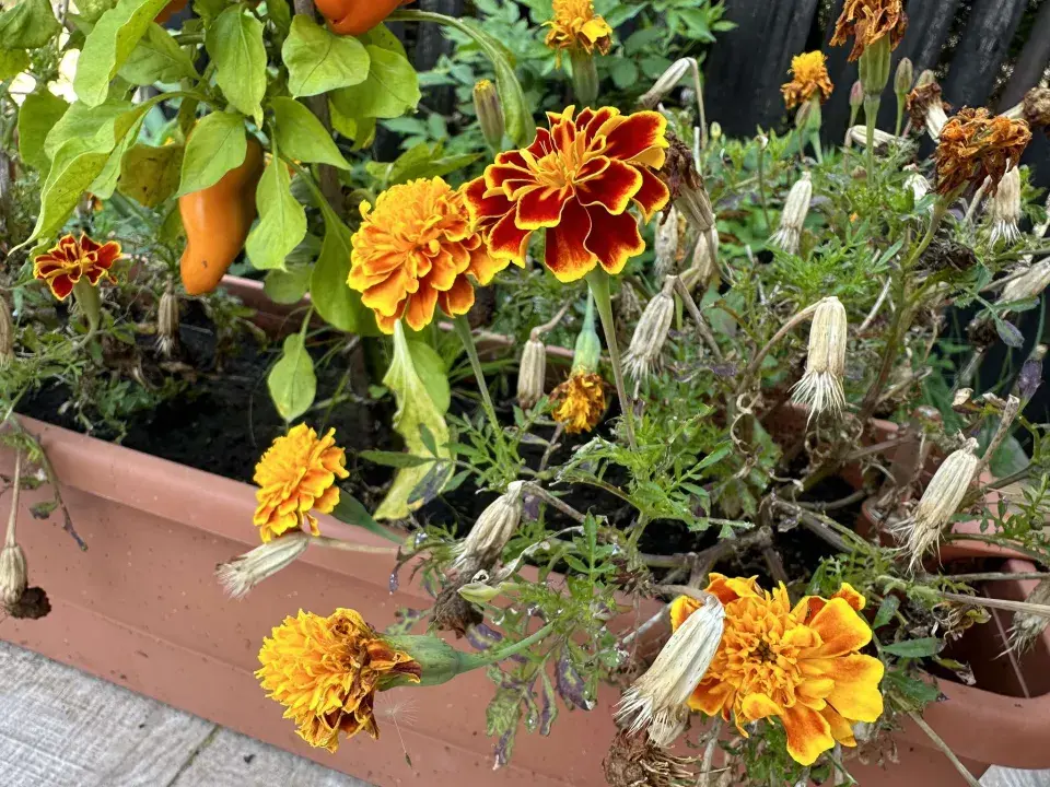 Afrikán, aksamitník rozkladitý (Tagetes patula)
