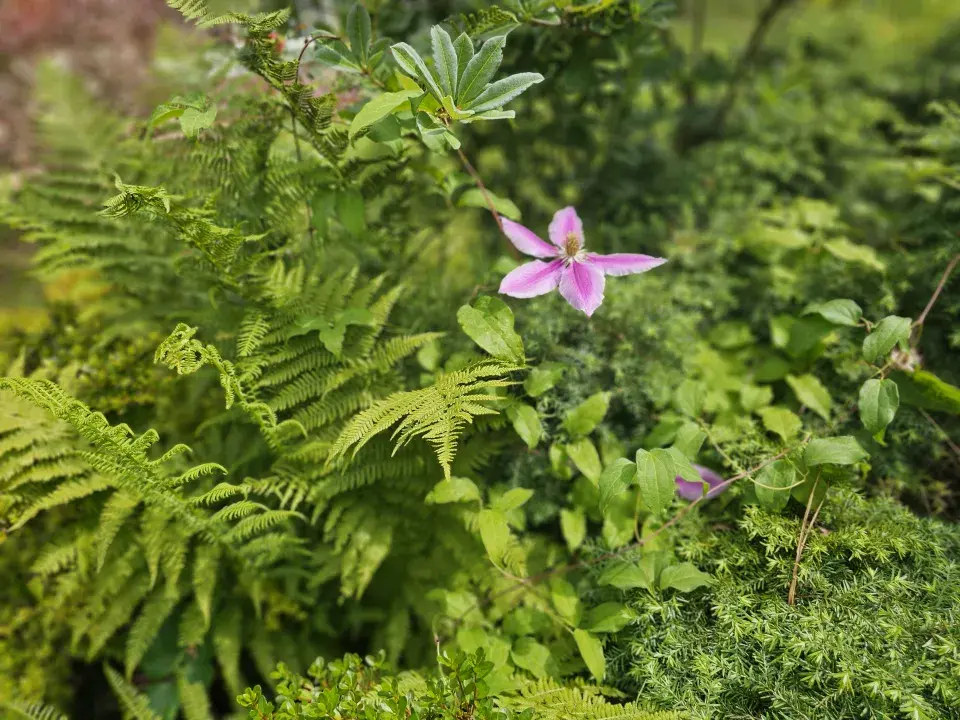 Zahrada Evy a Václava Hudečkových