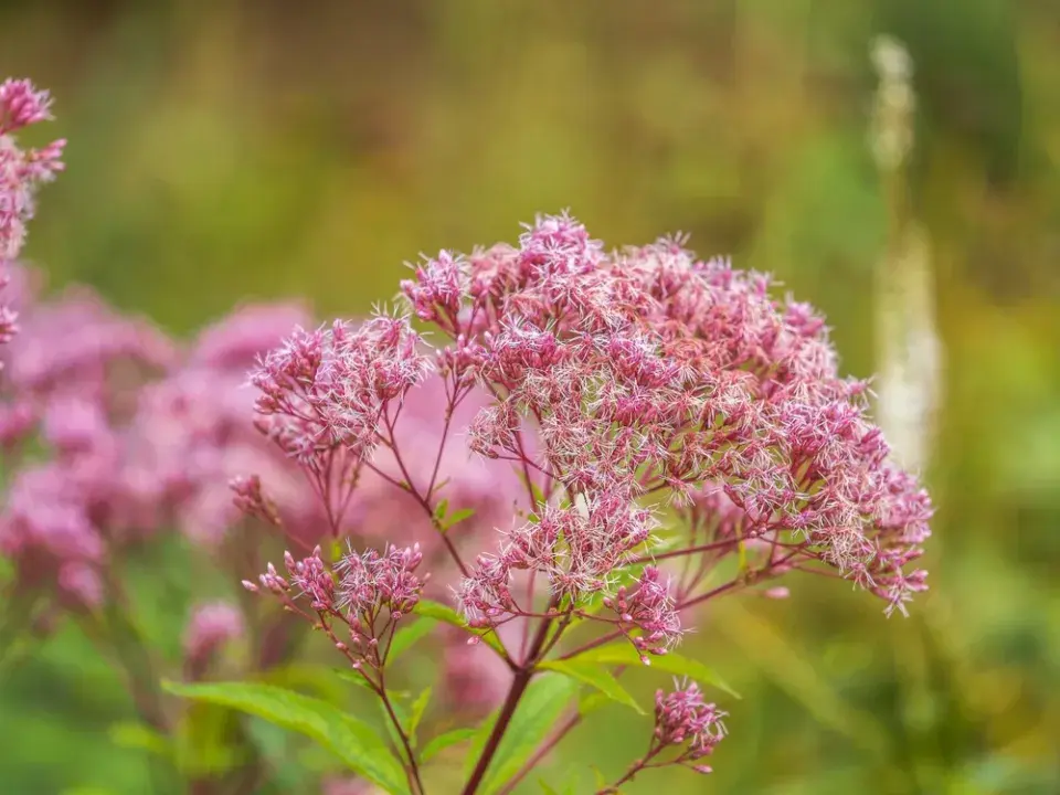 Sadec konopáč (Eupatorium cannabinum)