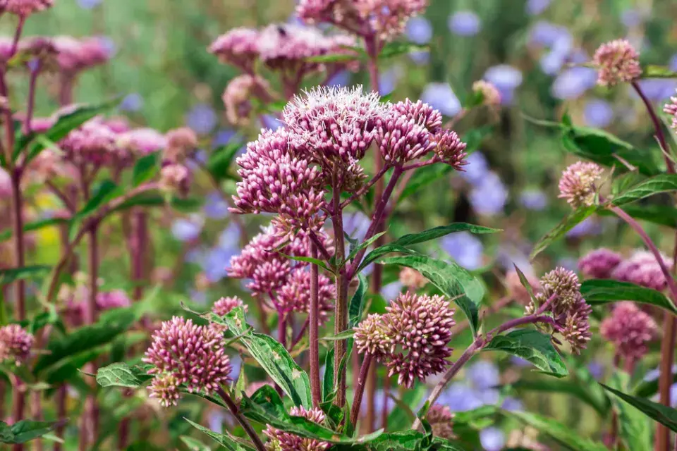 Sadec konopáč (Eupatorium cannabinum)