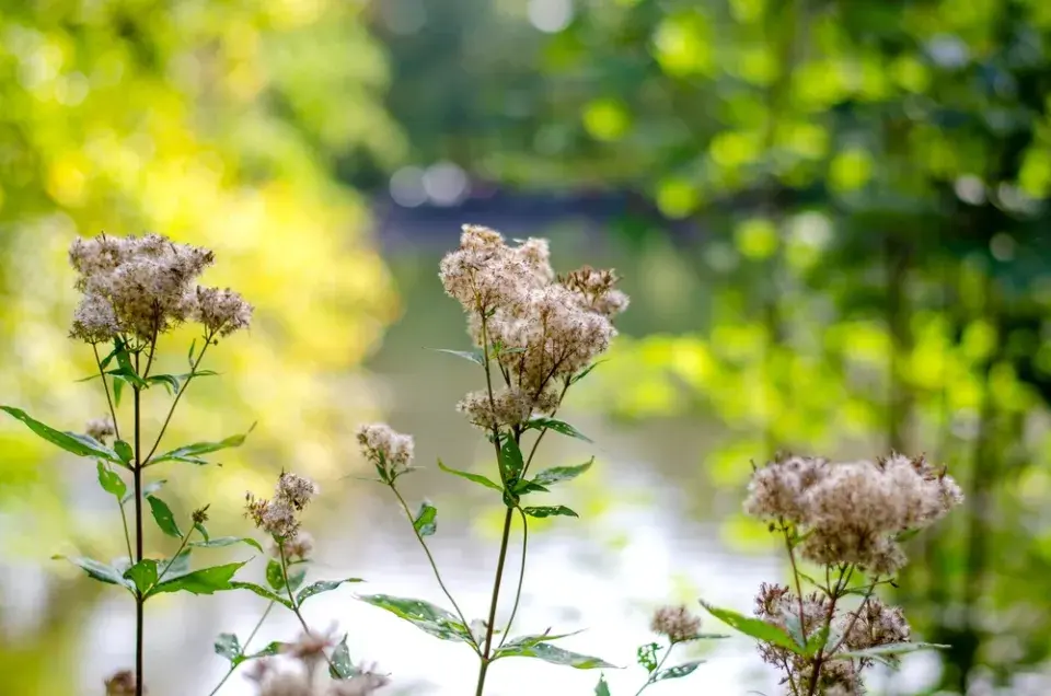 Sadec konopáč (Eupatorium cannabinum)
