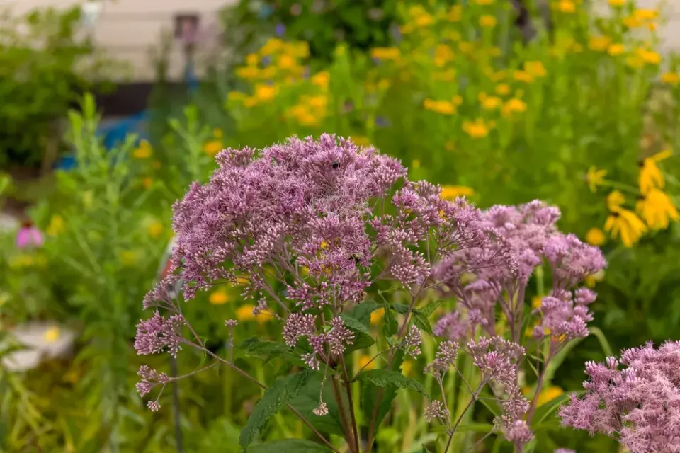 Sadec skvrnitý (Eupatorium maculatum)