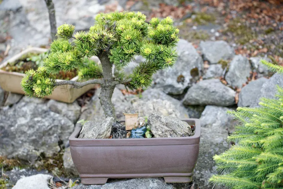 Japonská kamenná zahrada ve Sněžném na Vysočině