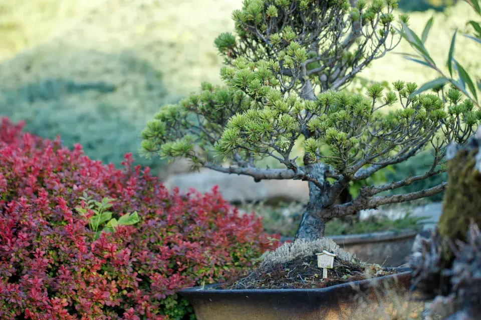 Japonská kamenná zahrada ve Sněžném na Vysočině