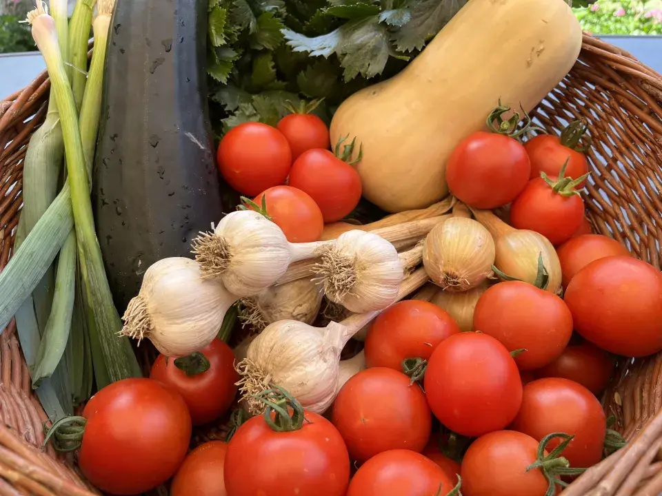 Rajčata v srpnu zaštipněte a uvařte si z úrody omáčku