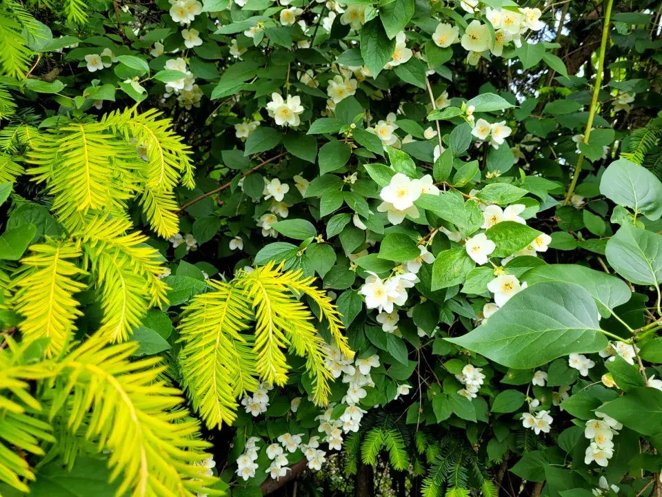 Zahrada Evy a Václava Hudečkových