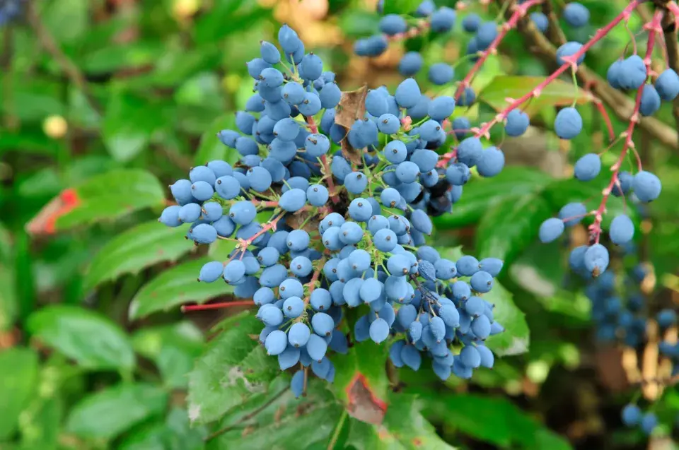 Mahónie cesmínolistá (Mahonia aguifolium)